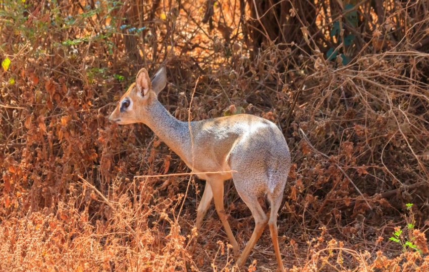 6 Days Kenya Tanzania African Safari Lake Manyara dik dik