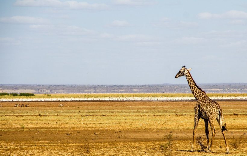 9 Days Best of Kenya and Tanzania Safari