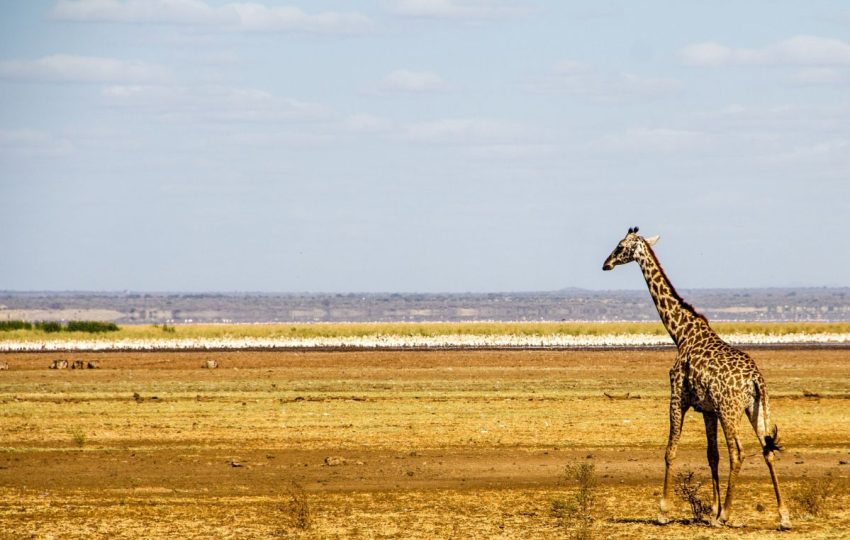 8 Days Best of Kenya and Tanzania Safari |Lake Manyara Giraffes