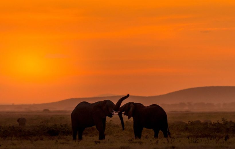 2 Days Amboseli Safari | A Journey into the Heart of Africa