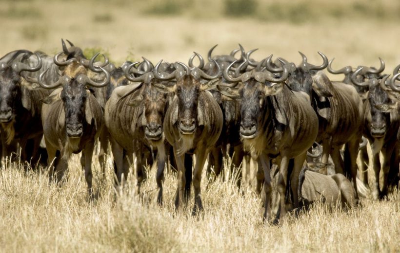 2023 Maasai Mara Wildebeest Migration Safari