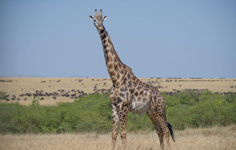 3 Days Masai Mara Safari | The Majestic Maasai Mara A Safari into the Heart of Africa's Wildlife Paradise