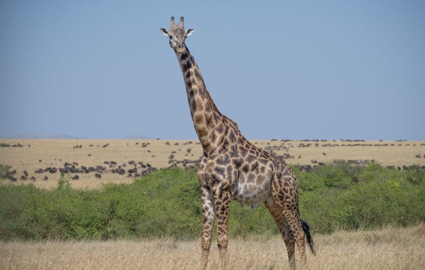Masai Mara NR.