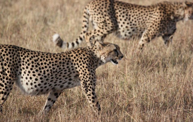 15 Days Kenya and Tanzania Big Game Safari