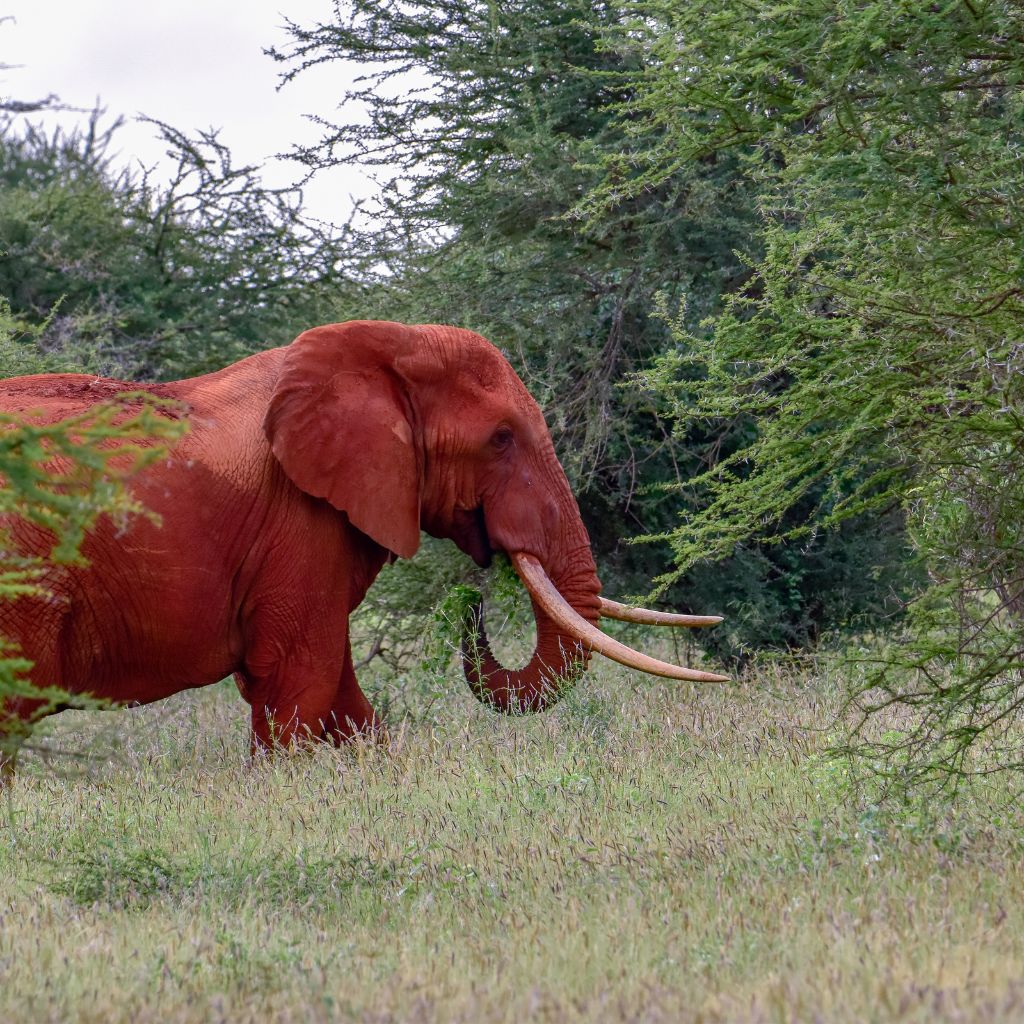Red Skinned Tsavo Elephants