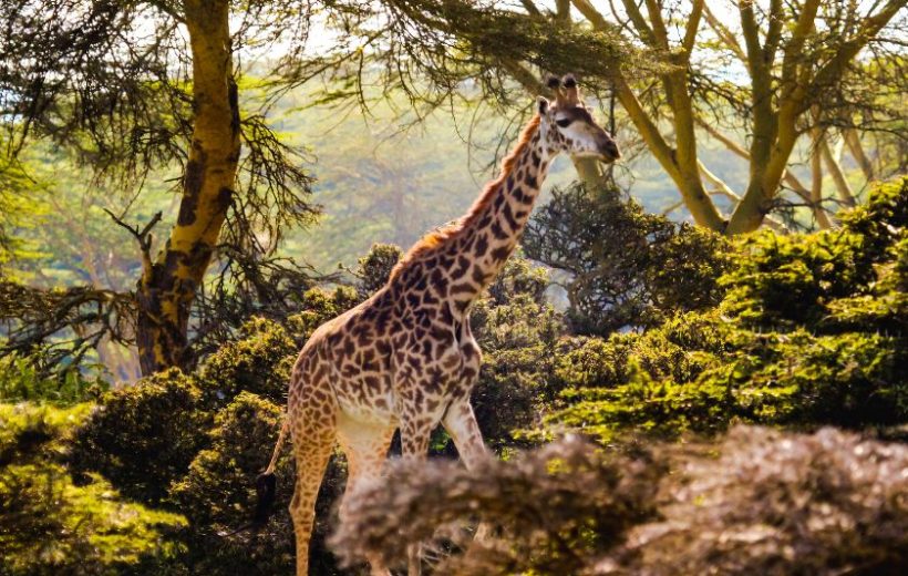 9 Days Kenya Safari | An Odyssey through Kenya's Untamed Wilderness