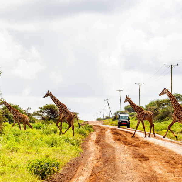 Amboseli National park