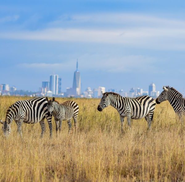 Nairobi National Park Safari