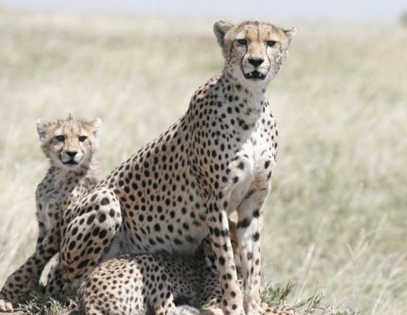 3 Days Serengeti National Park Safari