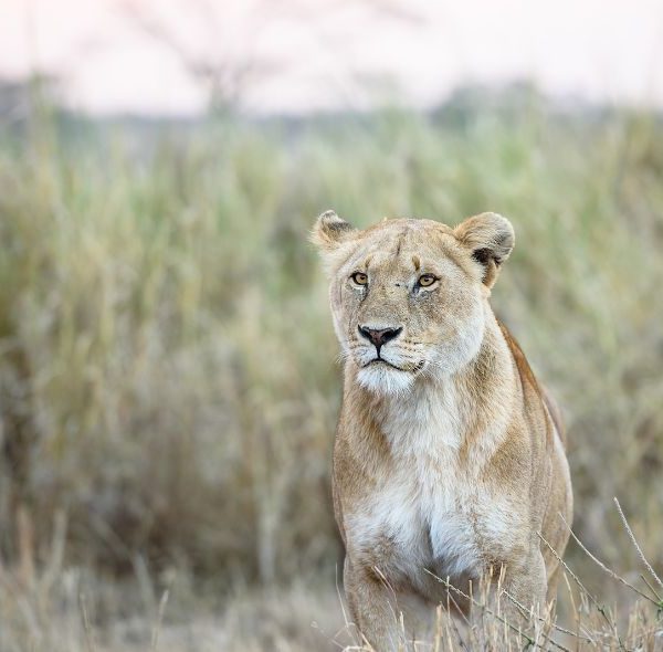 Lioness in Serengeti National Park