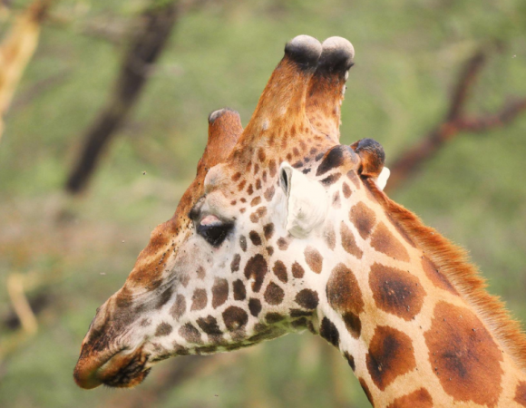 4 Days Masai Mara and Lake Nakuru National Park Safari