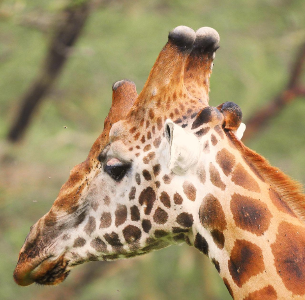4 Days Masai Mara and Lake Nakuru National Park Safari