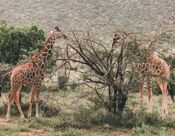 3 Days Samburu Safari