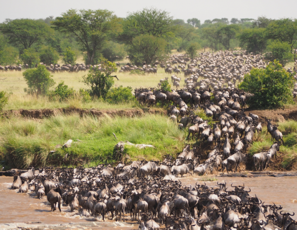 5 Days Wildebeest Migration Safari at Masai Mara