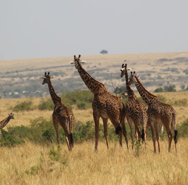 Masai Mara National Reserve Giraffes