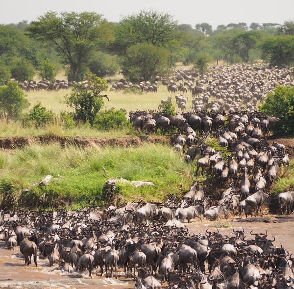 Wildebeest Migration Safari | Masai Mara NR