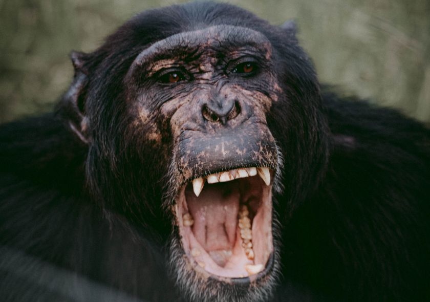 2 Days Olpejeta Safari - Meet Chimpanzees, Interact with Rhinos and go for Lion Tracking