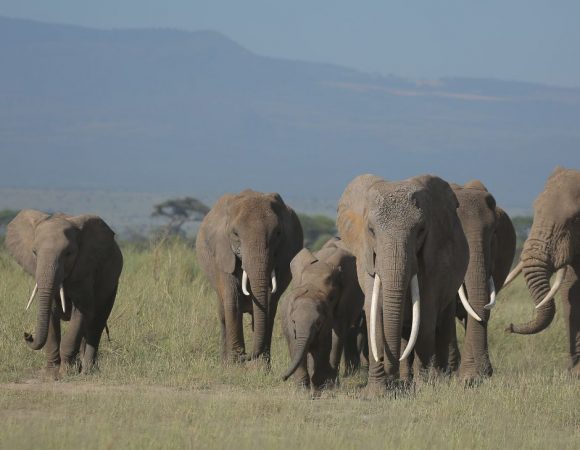 7 Days Kenya Safari – Masai Mara, Lake Nakuru, Naivasha and Amboseli National Park