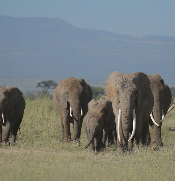 7 Days Kenya Safari - Masai Mara, Lake Nakuru, Naivasha and Amboseli National Park