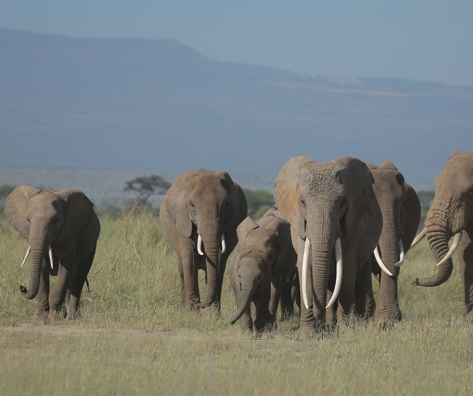 7 Days Kenya Safari - Masai Mara, Lake Nakuru, Naivasha and Amboseli National Park