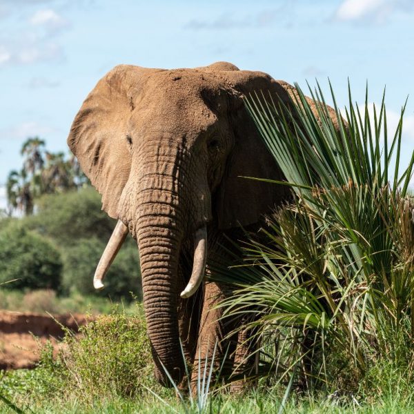 Elephants Samburu Flying Safari