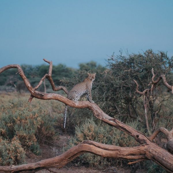 Leopard Samburu Flying Safari