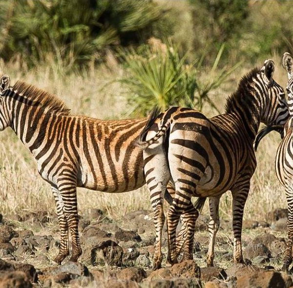 Meru National Park Safari - Common Zebras