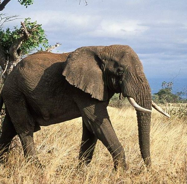 Meru National Park Safari - Elephants