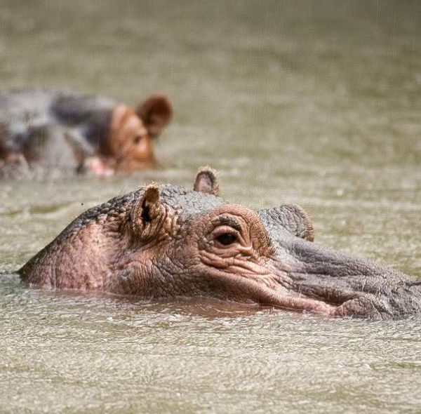 Meru National Park Safari - Hippos