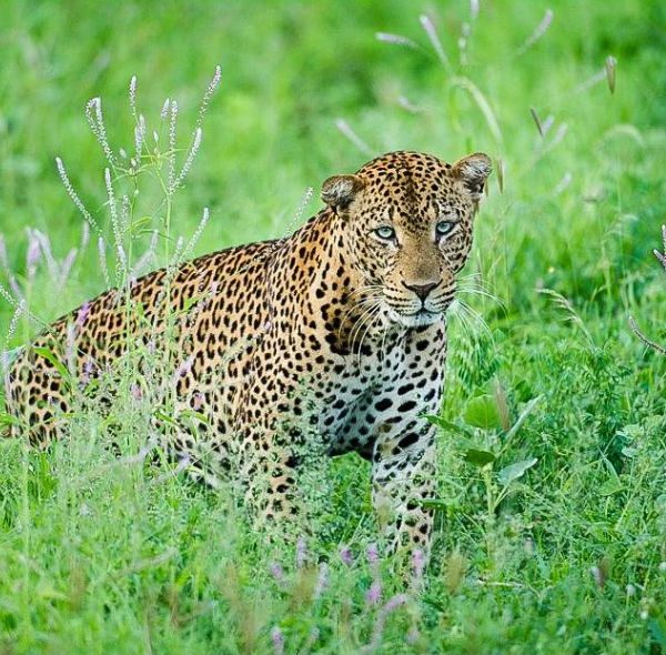 Meru National Park Safari - Leopard