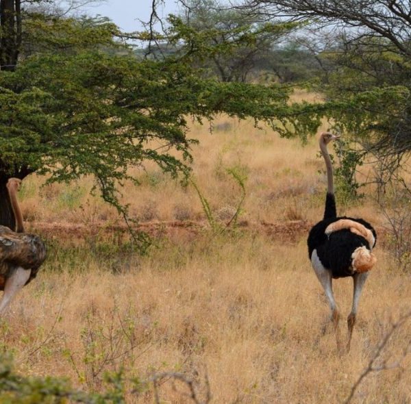 Meru National Park Safari - Somali Ostrich
