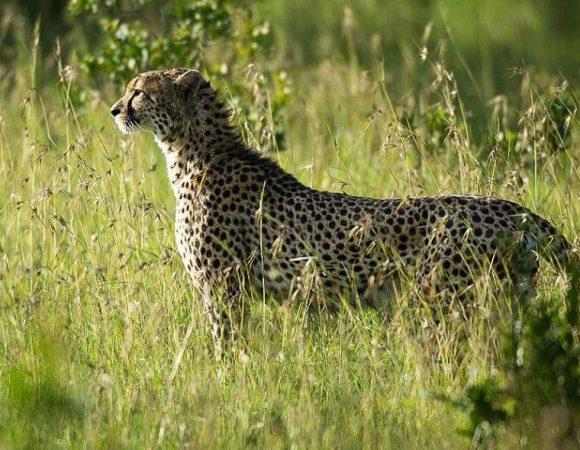 8 Days Africa Safari Tour - Aberdare NP, Samburu NR, Nakuru NP and Masai Mara
