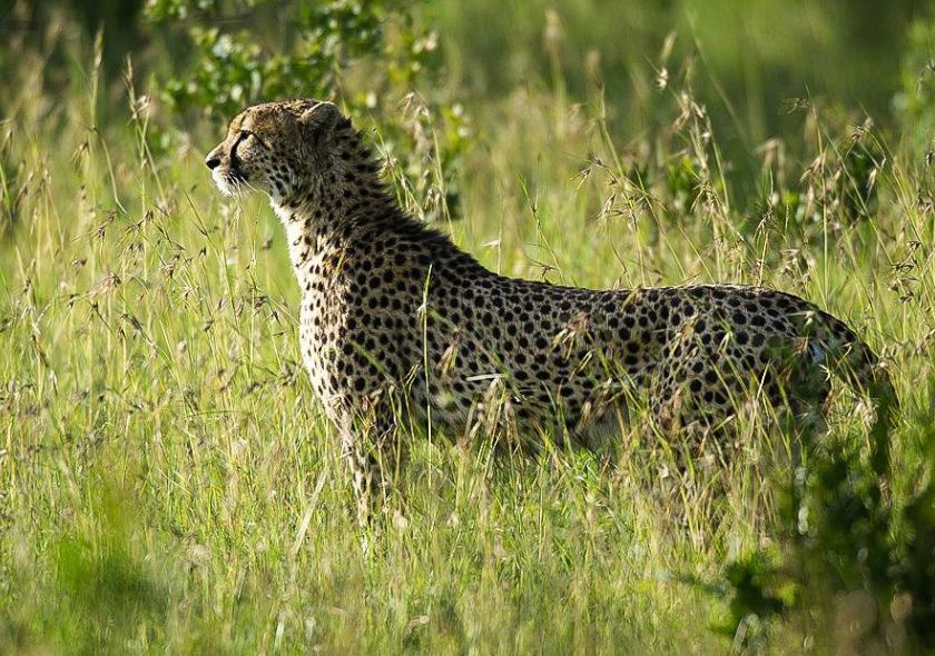 8 Days Africa Safari Tour - Aberdare NP, Samburu NR, Nakuru NP and Masai Mara