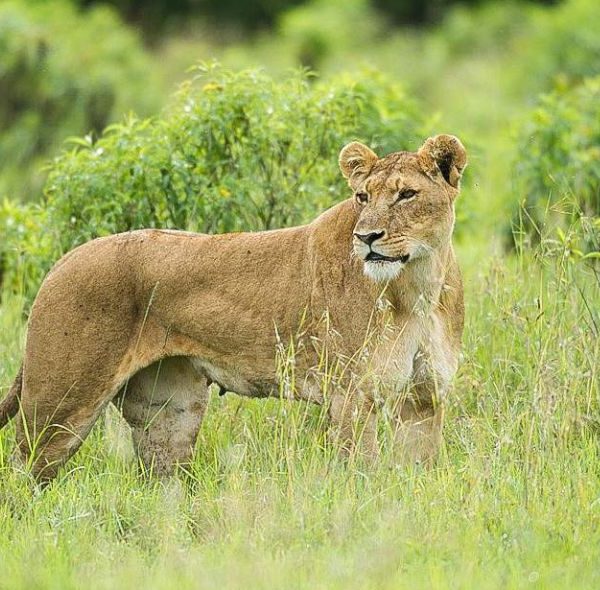 Ol Pejeta Conservancy Day Trip - Lion Tracking