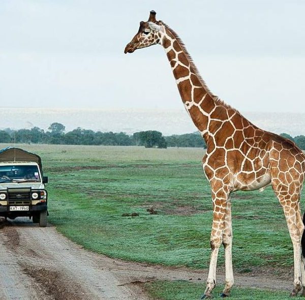Ol Pejeta Conservancy Day Trip - Reticulated Giraffe
