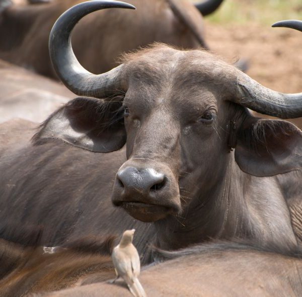 Buffalos | Shimba Hills Tour