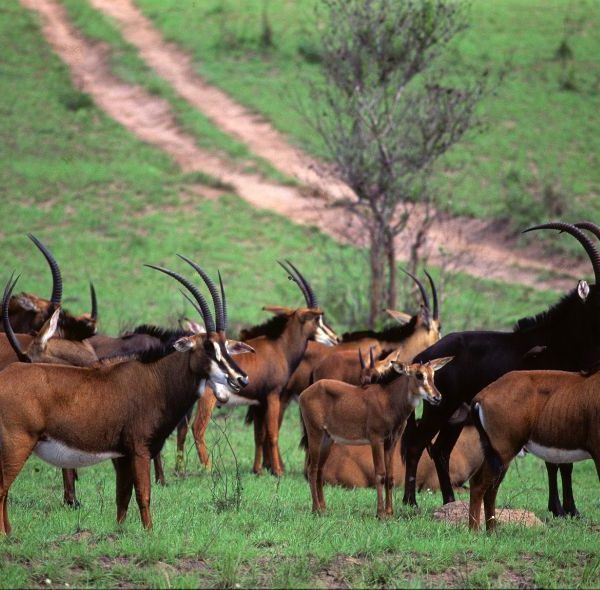 Sable Antelopes | Shimba Hills Tour