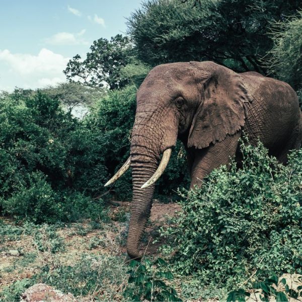 Serengeti NP - Kenya Tanzania Safari