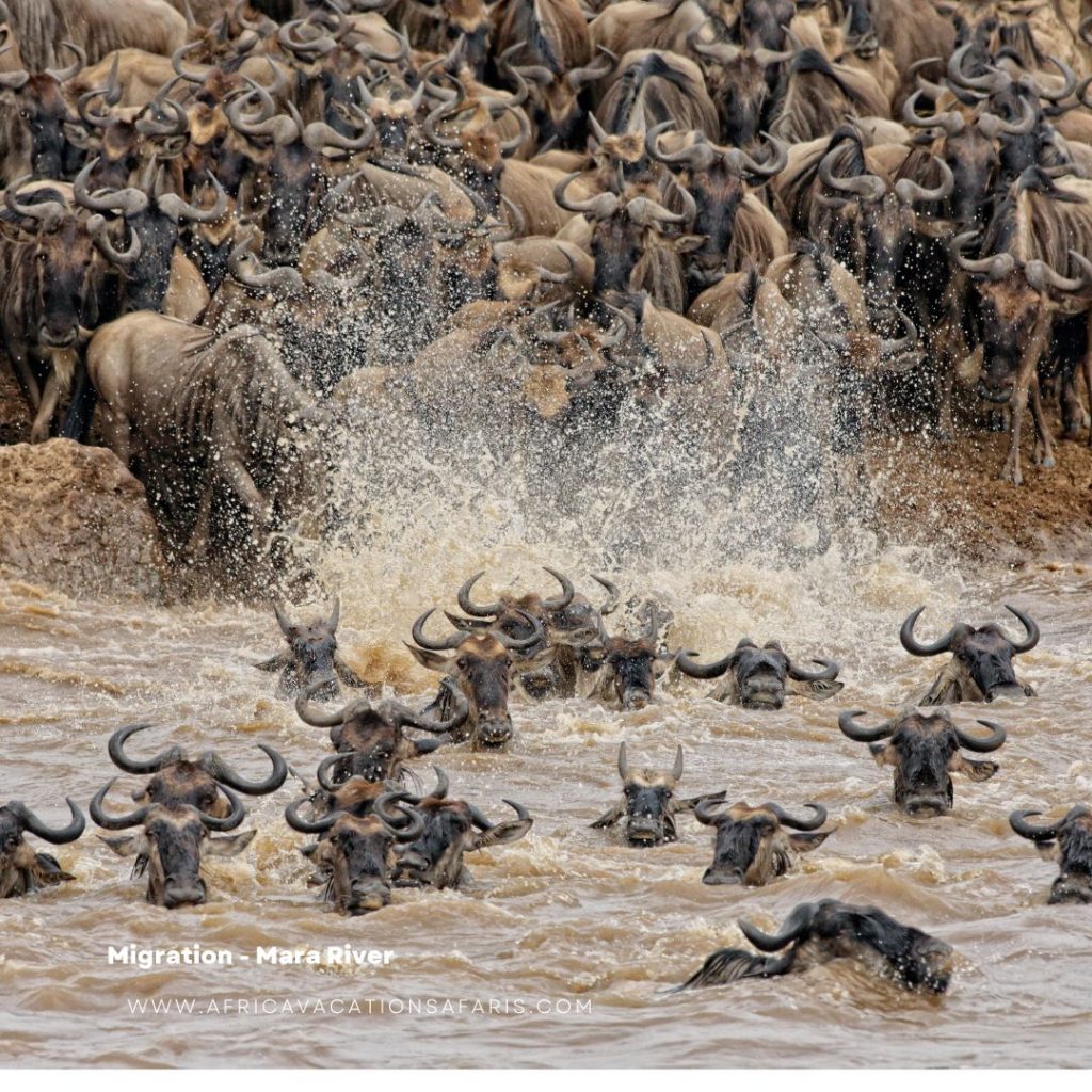 The Migration - Masai Mara