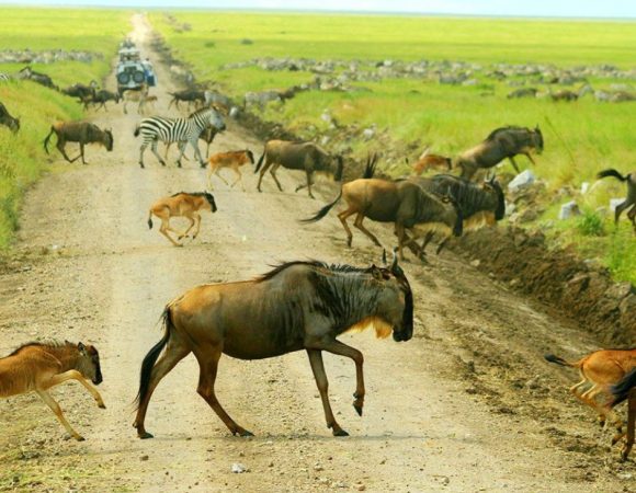 Incredible 4 Days Wildebeest Calving Migration Safari