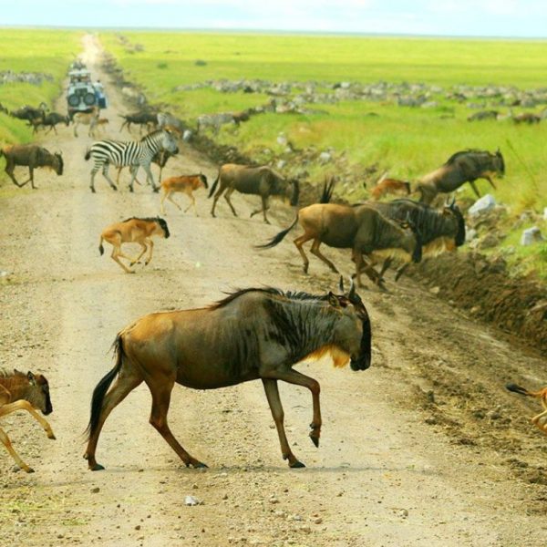 Incredible 4 Days Wildebeest Calving Migration Safari