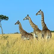 Weather of Masai Mara