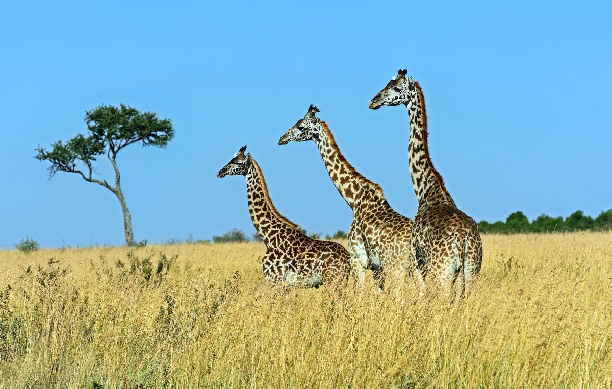 Weather of Masai Mara