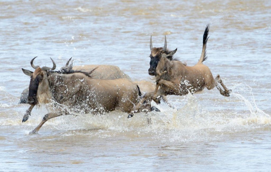 The Ultimate Guide To Experiencing The Wildebeest Migration Safari Africa Vacation Safaris