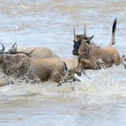 Wildebeest Migration Safari Guide