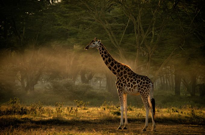 Kenya Safari Rothchild's Giraffe at Lake Nakuru