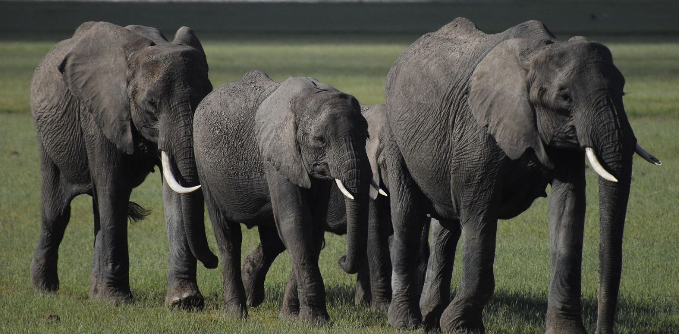 3 Days Amboseli Safari