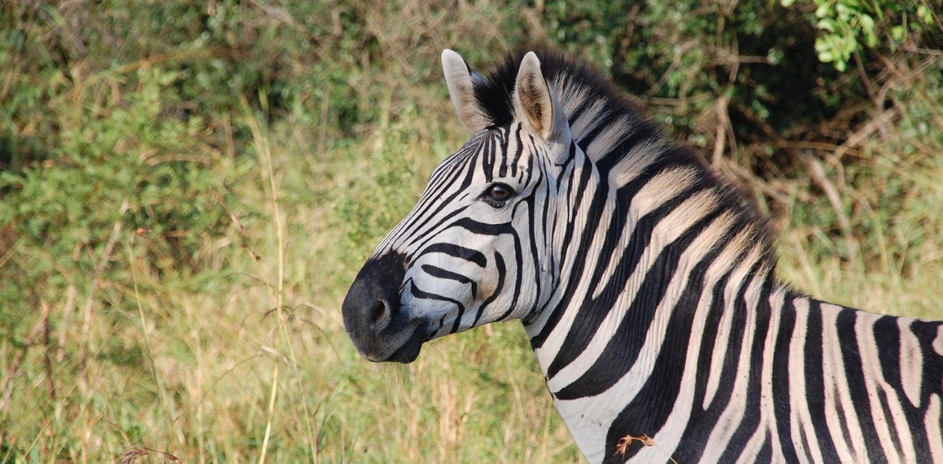 7 Day Private Tarangire, Ngorongoro & Serengeti Safari