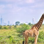 Things to Do in Nairobi