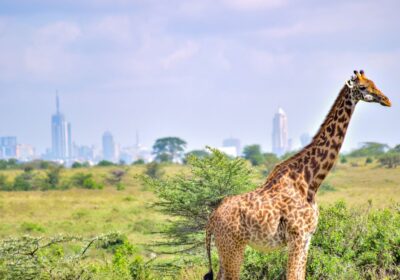 Things to Do in Nairobi